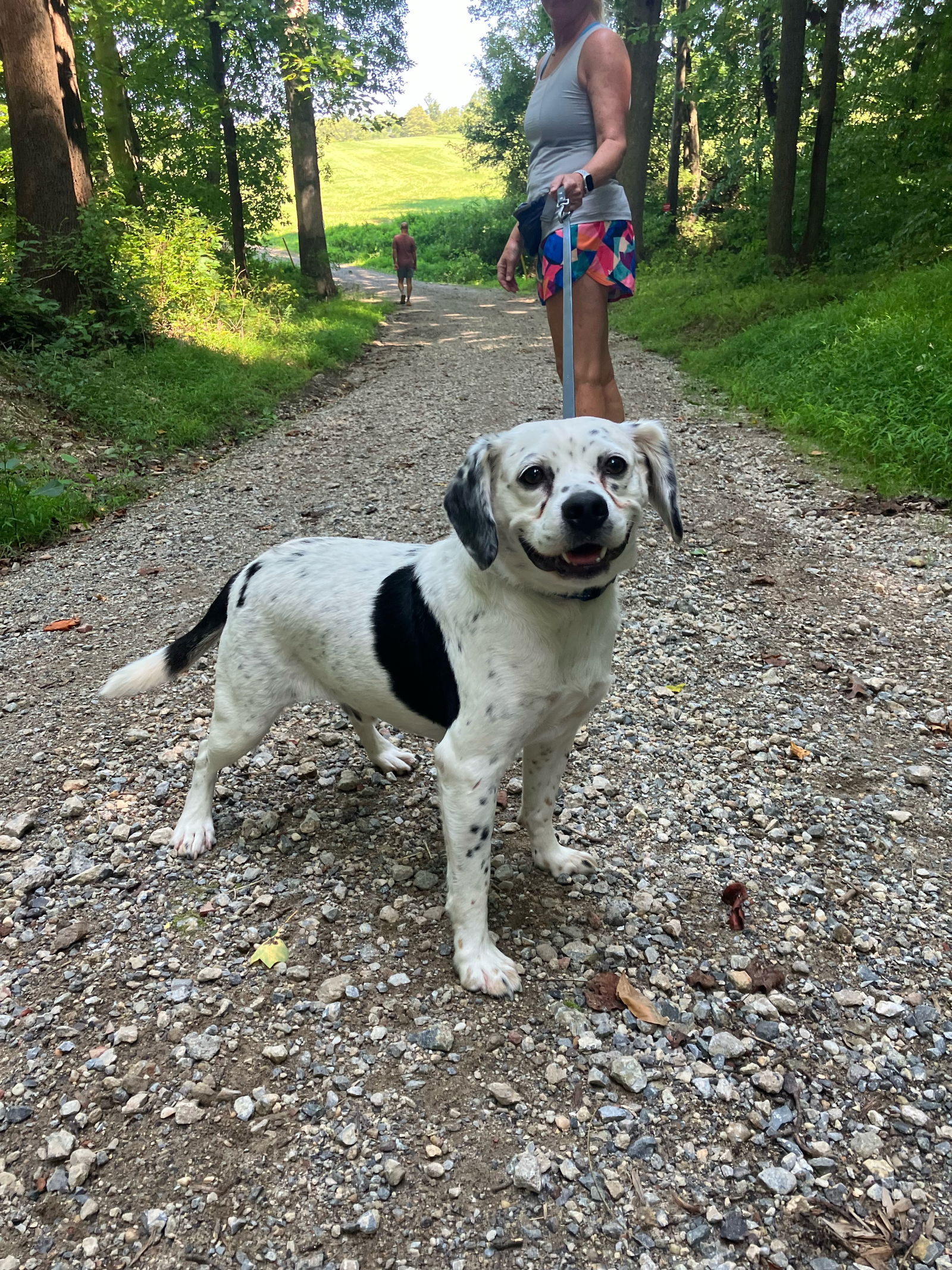 adoptable Dog in Landenberg, PA named Spotz the Bandit