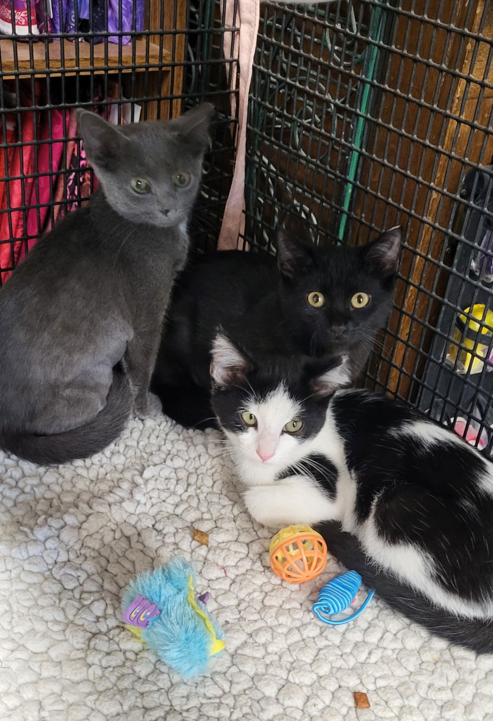 adoptable Cat in Landenberg, PA named Cookie, Veronica & Hattie