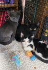 adoptable Cat in , PA named Cookie, Veronica & Hattie