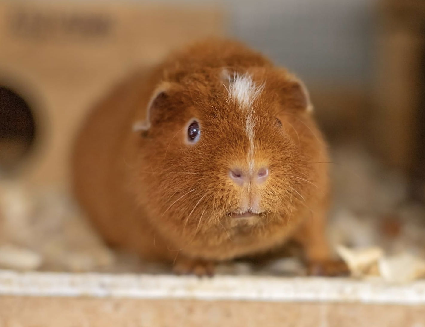 adoptable Guinea Pig in Landenberg, PA named Chestnut