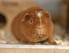 adoptable Guinea Pig in , PA named Chestnut