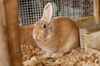 adoptable Rabbit in , PA named Clover