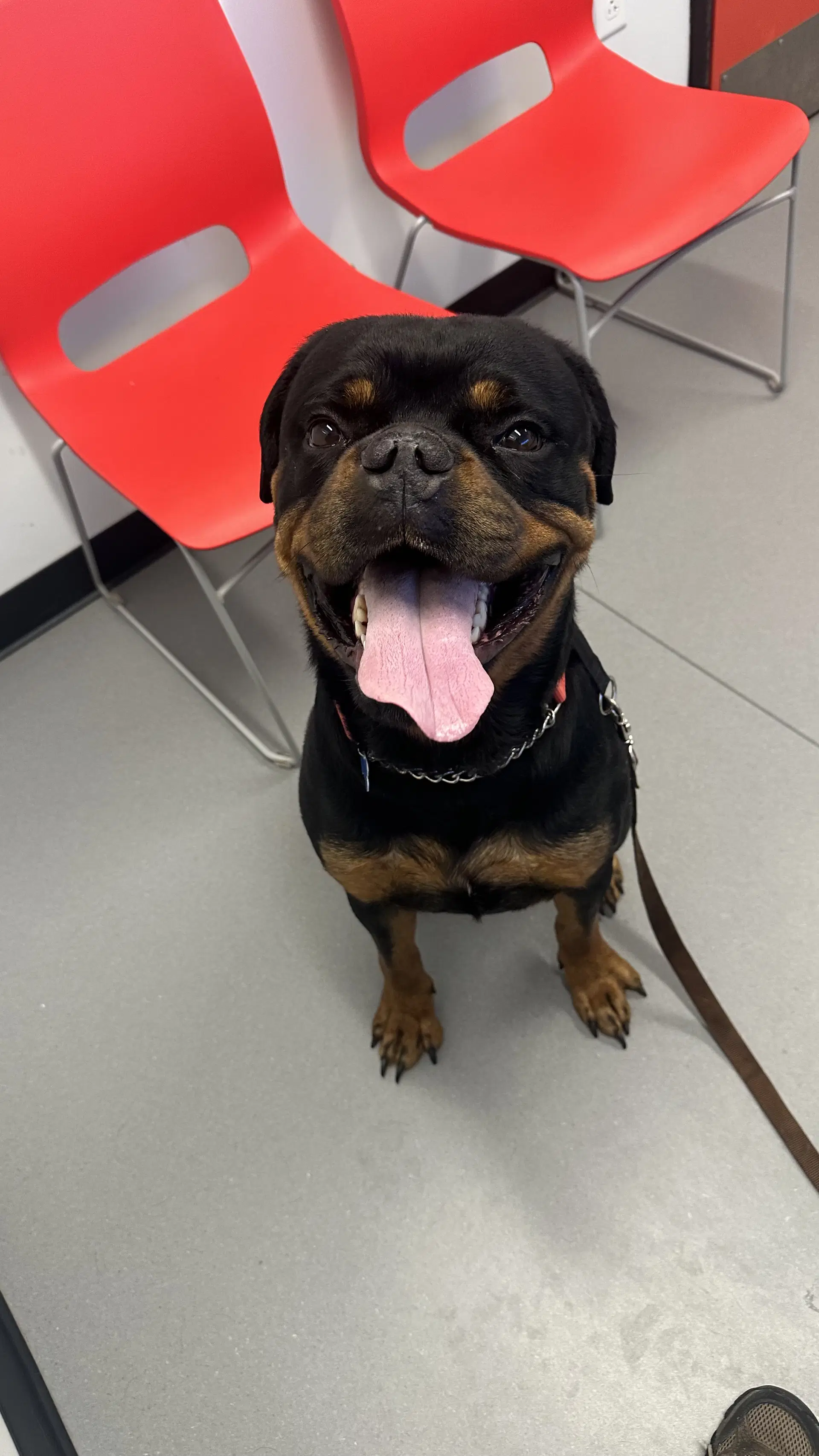 Reign Beau Bear - Rottweiler