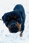 Reign Beau Bear - Photo 2
