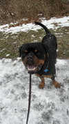 Reign Beau Bear - Photo 3