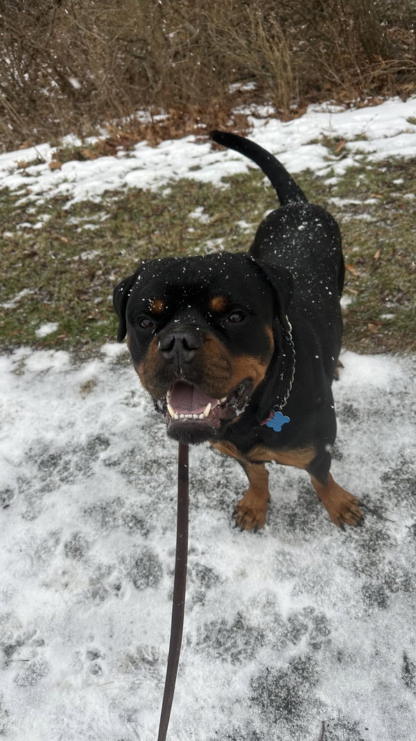 Reign Beau Bear
