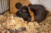 adoptable Guinea Pig in  named Truffle