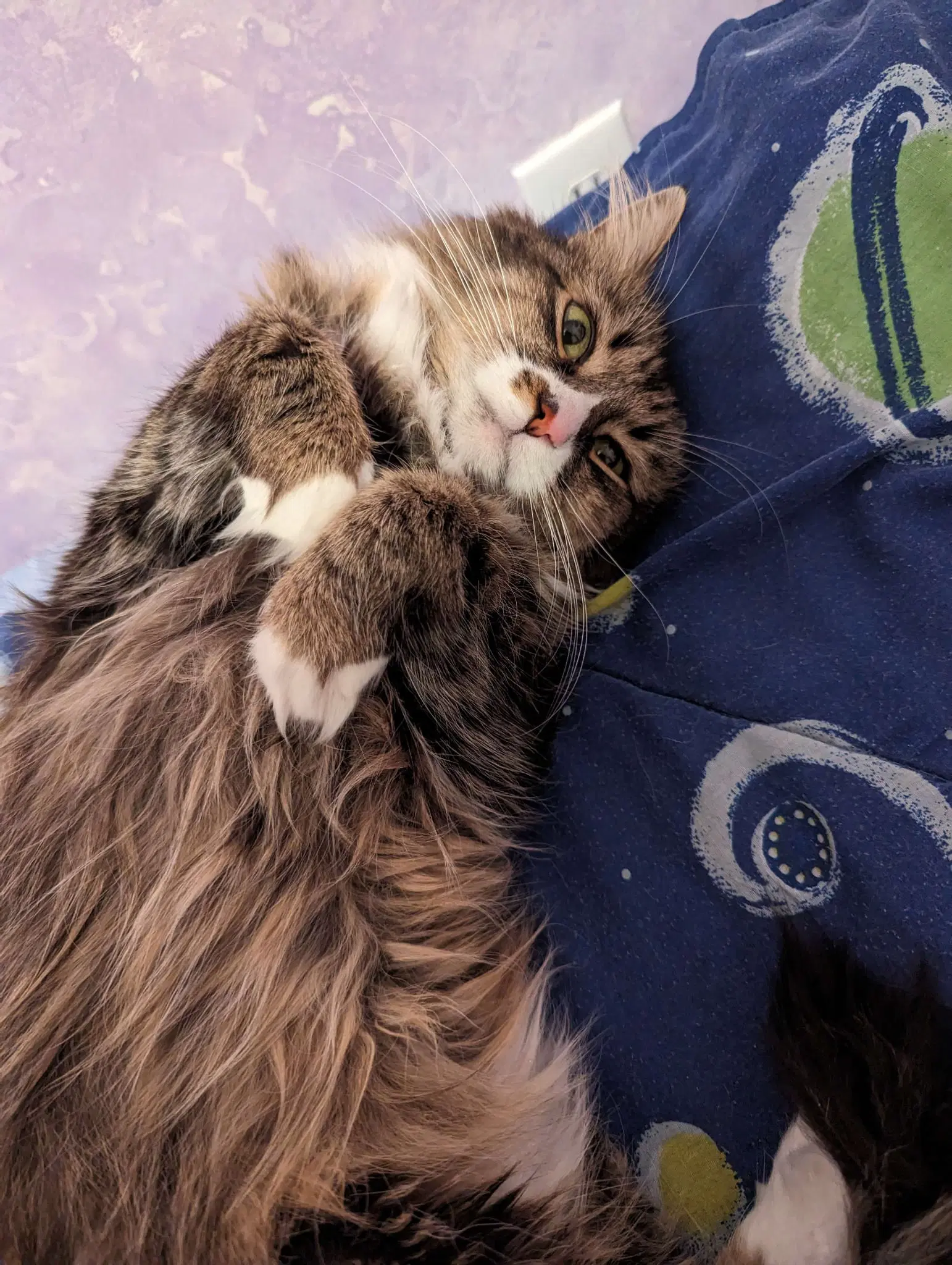 Izzy - Domestic Medium Hair