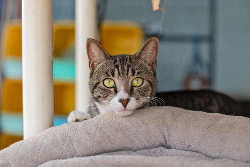 TIGER - Domestic Short Hair available for adoption