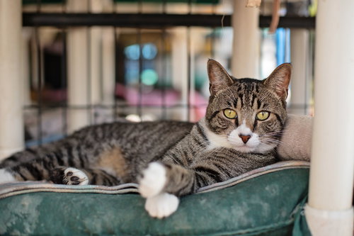 TIGER - Domestic Short Hair available for adoption