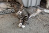 Tiger - Photo 3