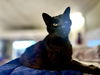 adoptable Cat in  named Scotty