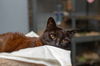 adoptable Cat in , PA named Scotty