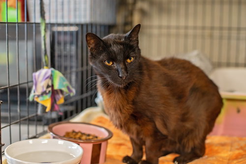 picture of the cat needing adoption