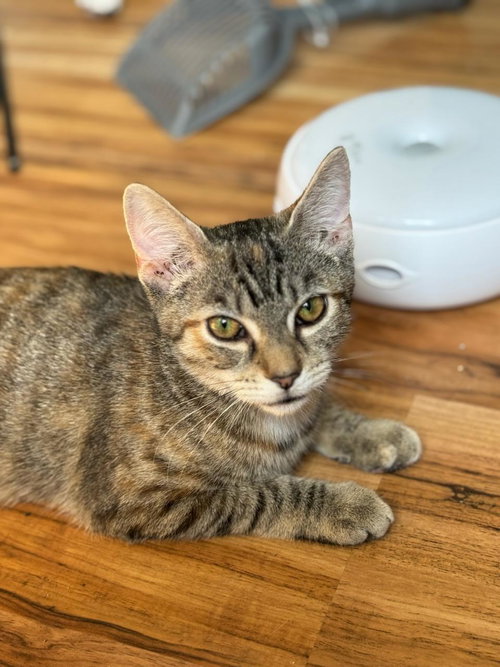 picture of the cat needing adoption
