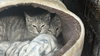 Maggie, Millie, Biscuit & Muffin - Photo 2