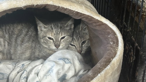 MAGGIE, MILLIE, BISCUIT & MUFFIN - Domestic Short Hair available for adoption