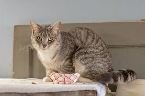MAGGIE, MILLIE & BISCUIT - Domestic Short Hair for adoption in Newark