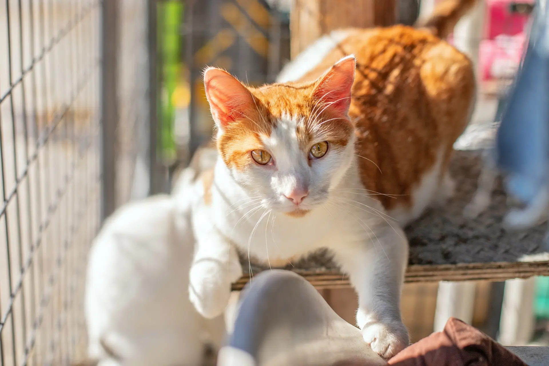 Ozzy  Toto - Domestic Short Hair