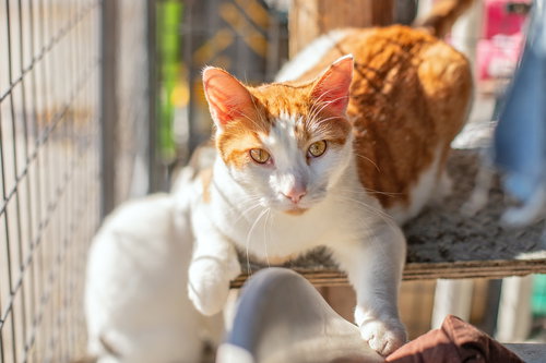 picture of the cat needing adoption