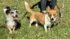 Zeek & Bella - Photo 1