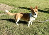 Zeek & Bella - Photo 2