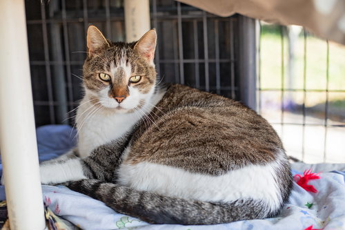 picture of the cat needing adoption