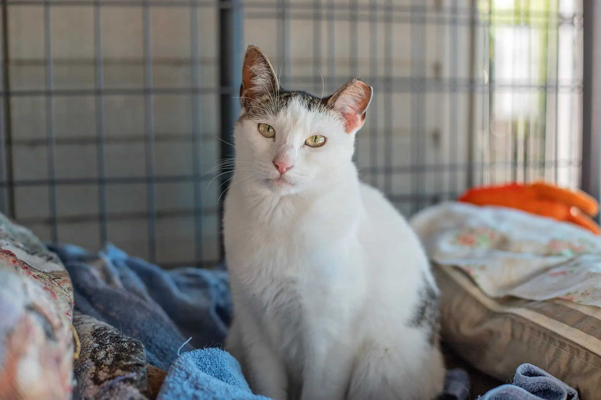 Penelope - Domestic Short Hair