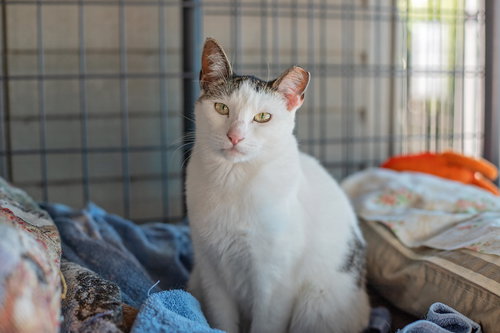 PENELOPE - Domestic Short Hair available for adoption