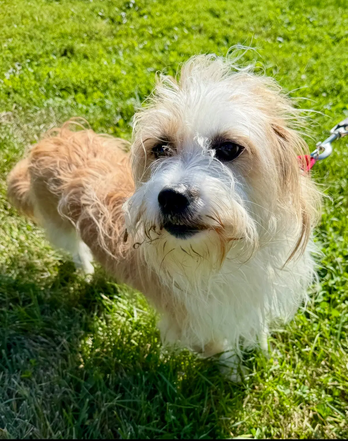 Sofie - Terrier
