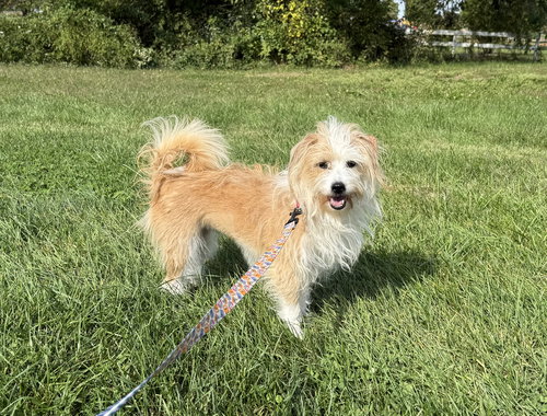 SOFIE - Terrier available for adoption