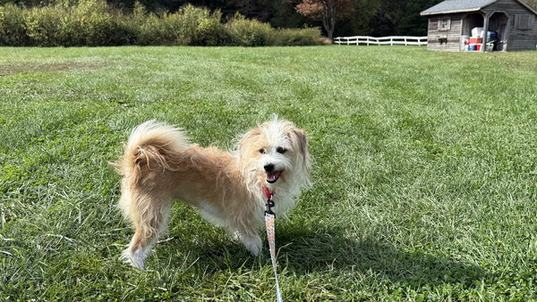 Sofie