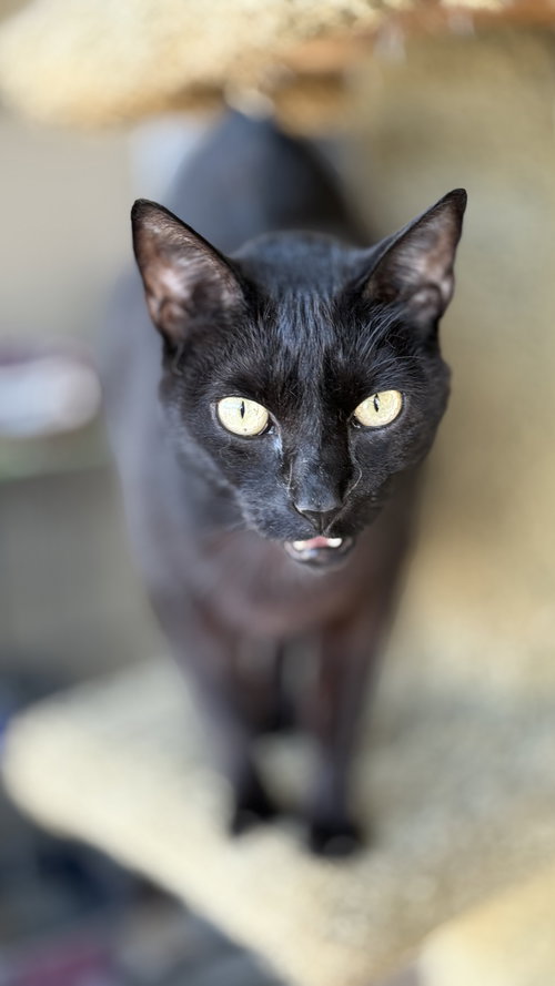 HONEY & SWEETIE - Domestic Short Hair available for adoption
