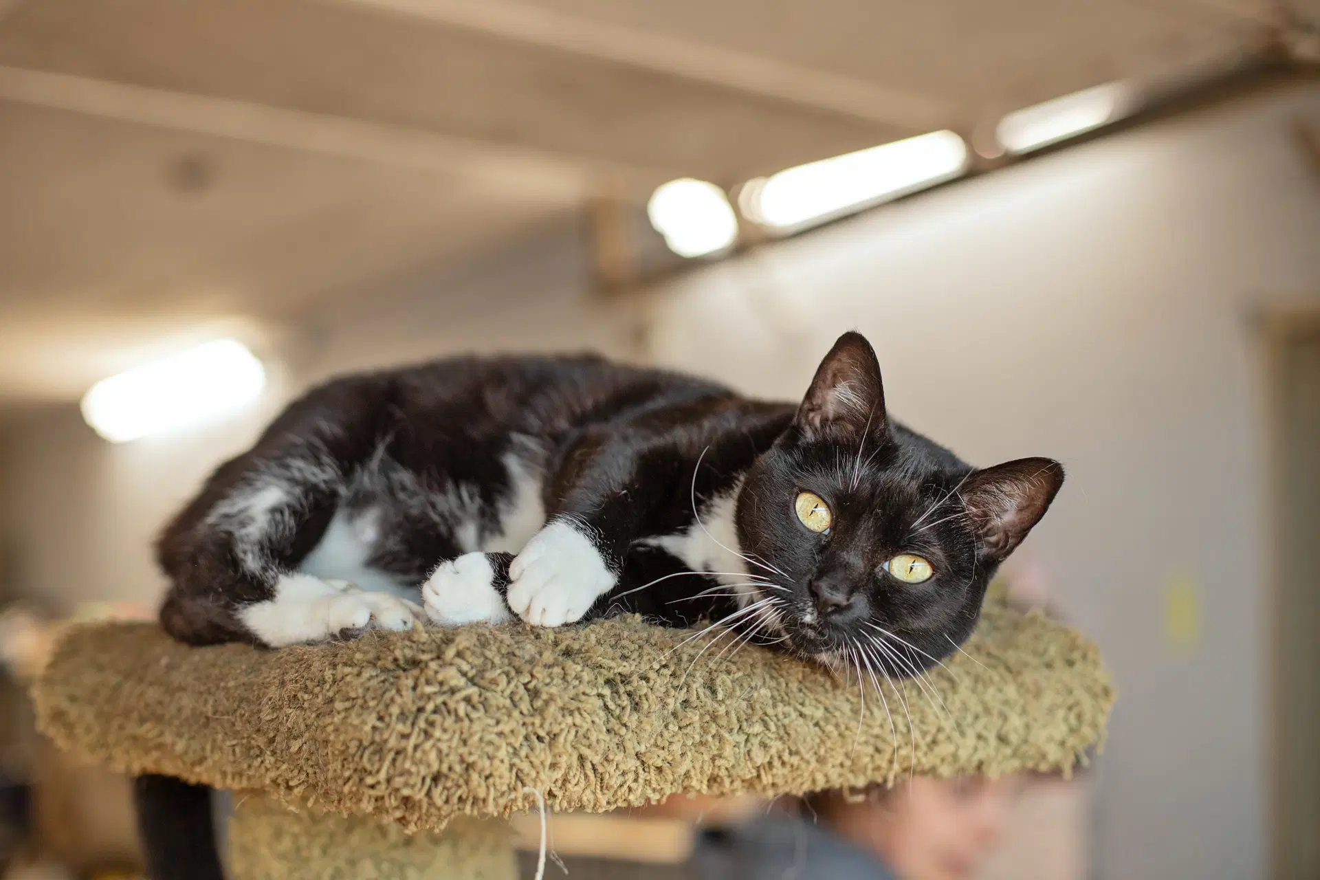 Honey  Sweetie - Domestic Short Hair