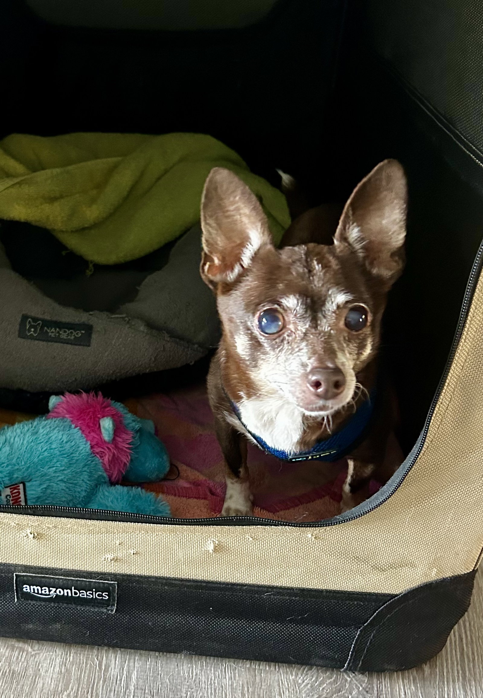Mimi