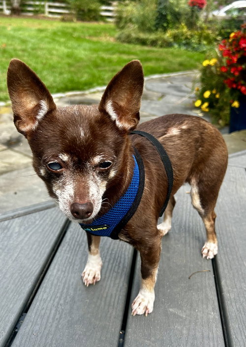MIMI - Chihuahua available for adoption