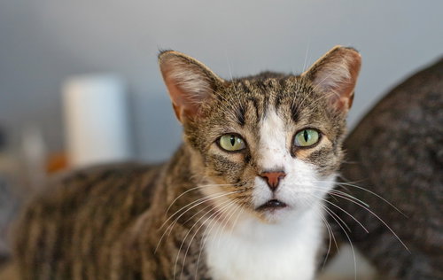 picture of the cat needing adoption