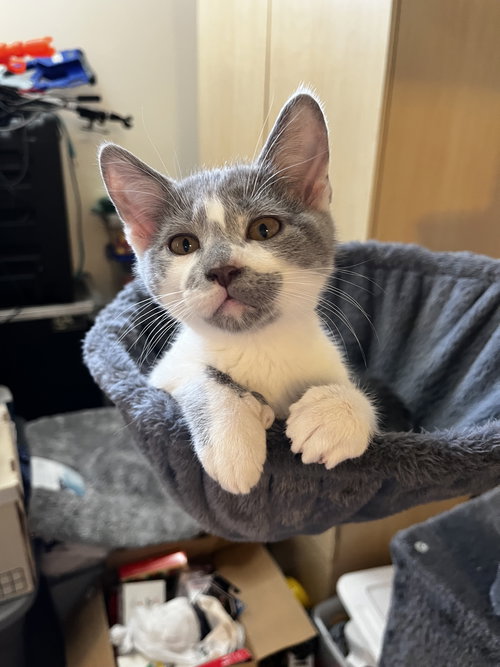 picture of the cat needing adoption