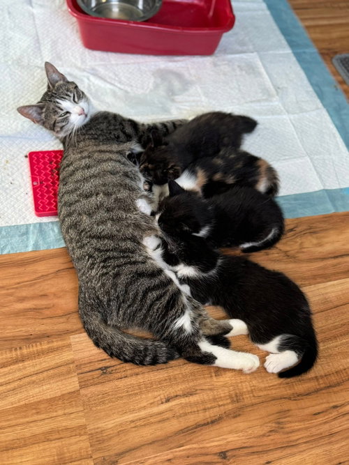 CICADA - Domestic Short Hair available for adoption