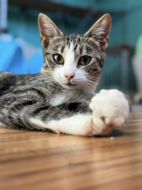 CICADA - Domestic Short Hair available for adoption