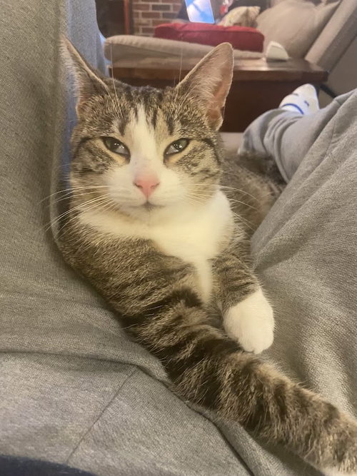 Cicada, Young Domestic Short Hair (short coat), cat for adoption in Dover, Delaware