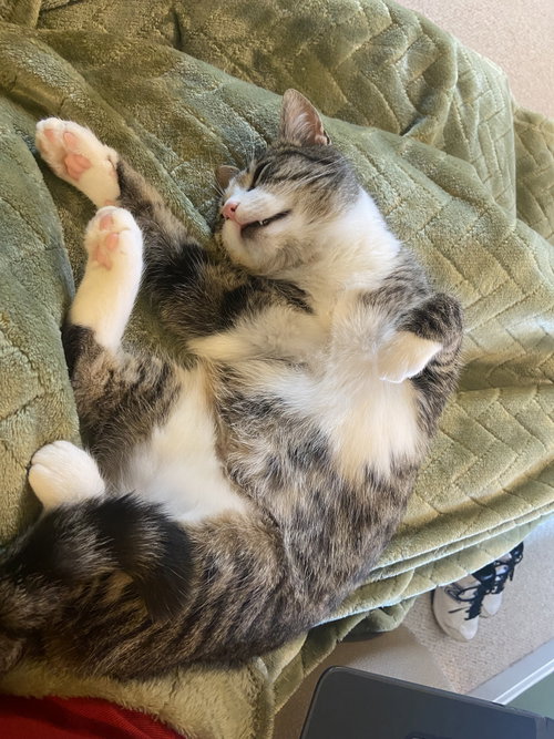 CICADA - Domestic Short Hair available for adoption