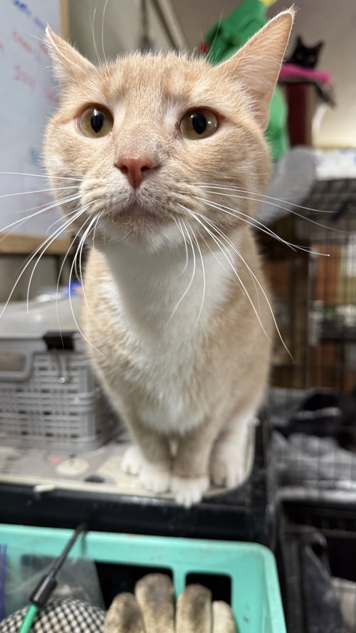 picture of the cat needing adoption