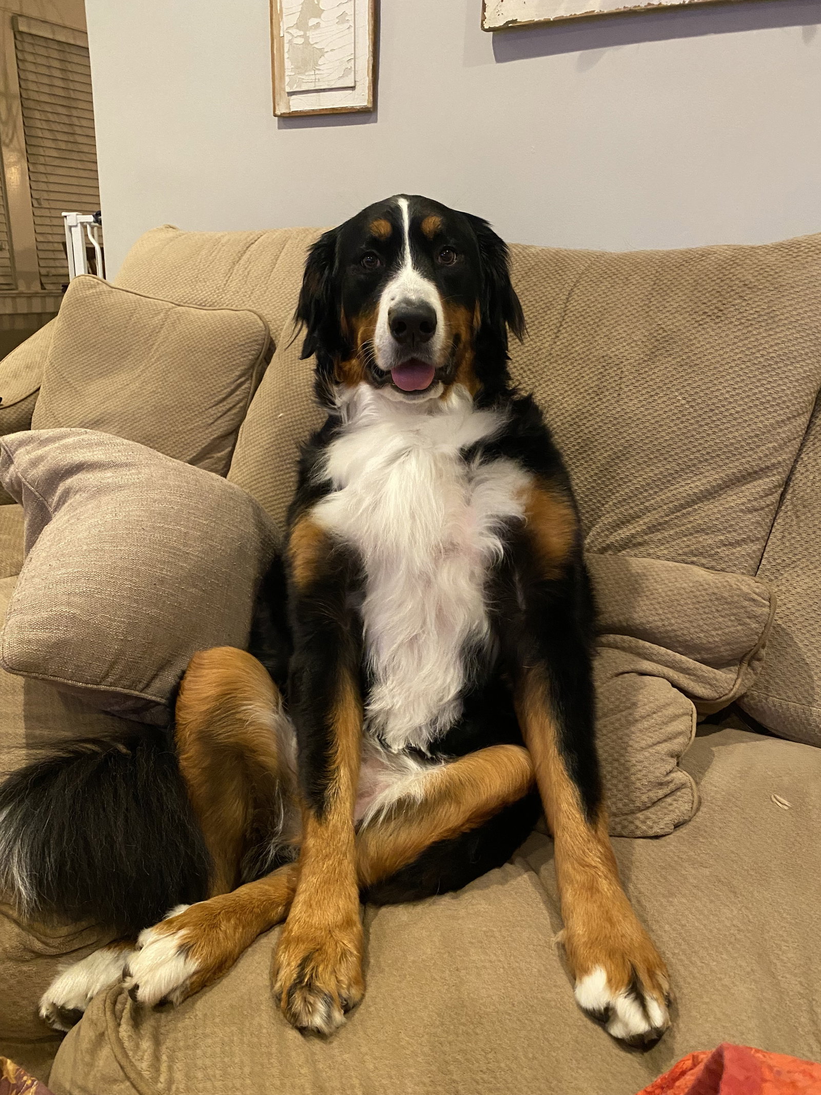 Sadie Image