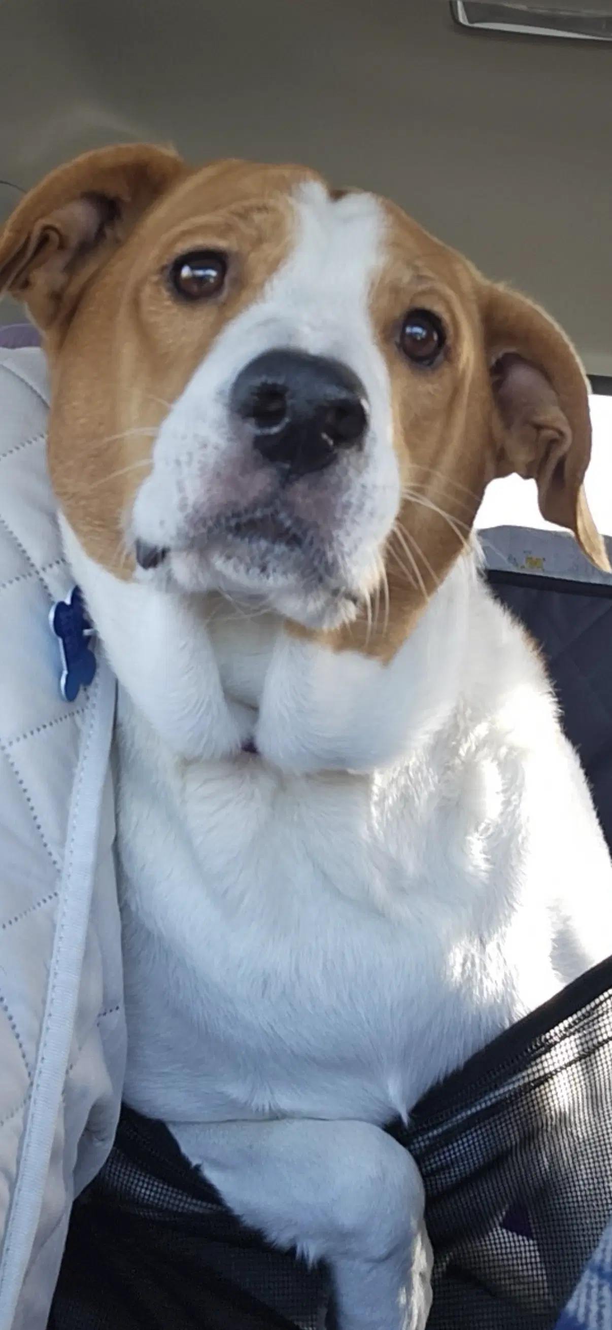 Abbey Mae - Hound