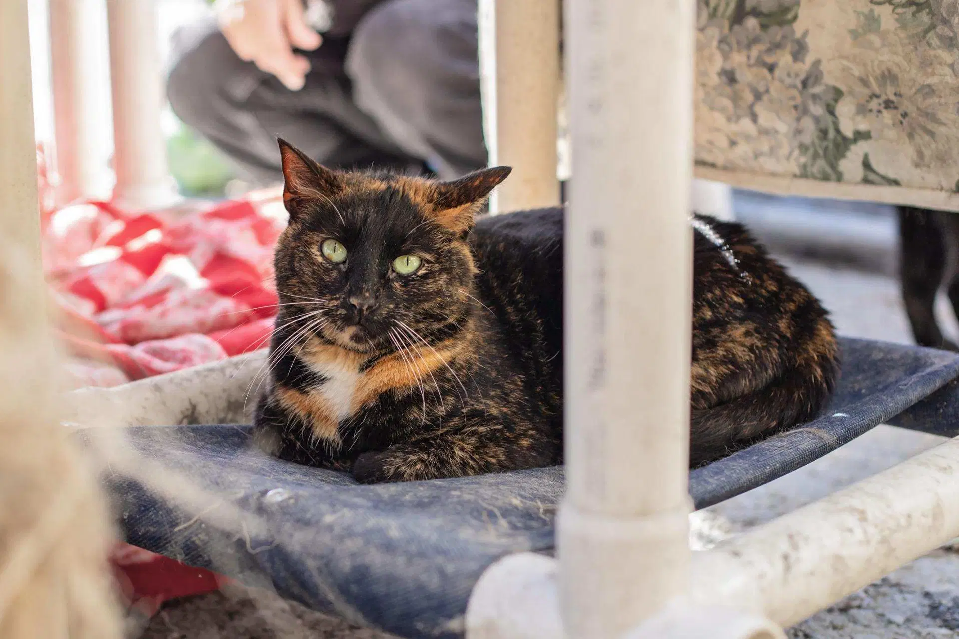 Sonia  Cookie - Tortoiseshell