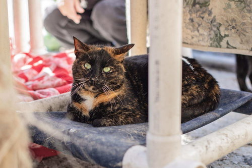 Sonia & Cookie, Adult Tortoiseshell / Domestic Short Hair (short coat), cat for adoption in Lancaster, Pennsylvania