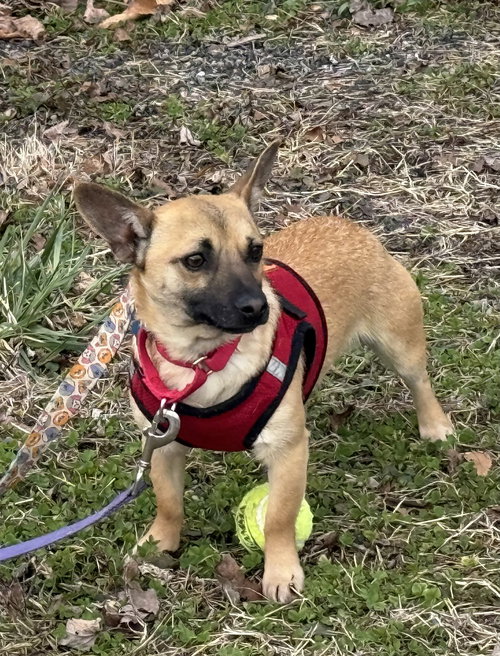 Chulo, an adoptable Chihuahua in Landenberg, PA