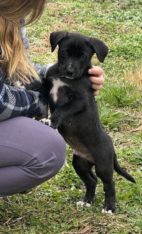 Bentley, an adoptable Border Collie in Landenberg, PA