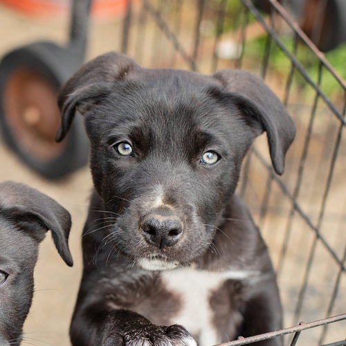 picture of the dog needing adoption